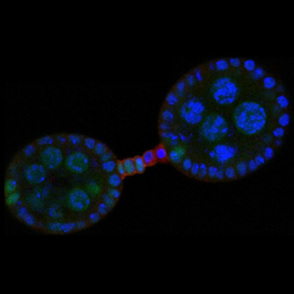 Confocal microscope image of a Drosophila ovary labeled with DSHB antibody Cf.6G11 (red). PMID: 36531940, Fig. 11D.